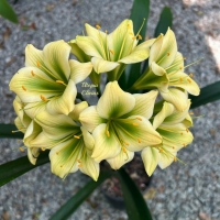 The Narcotics Series | Utopia Clivias